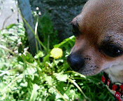 image/sakuragumi-2006-04-30T23:25:38-1.jpg